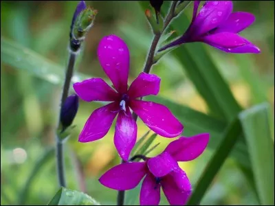 De la famille des Iridaceae, c'est une campanule.