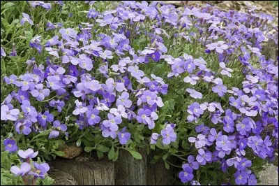 Que sont ces fleurs ?