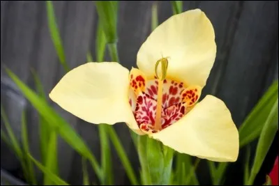 On l'appelle l'il de paon ou encore lis de tigre.