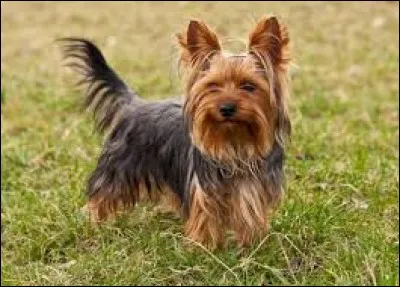 Le yorkshire terrier est une race de chien originaire d'Angleterre.