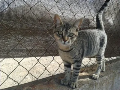 A quel âge les chatons deviennent-ils des adultes ?