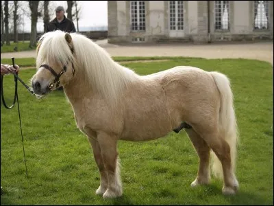 Quelle est la race de ce poney ?