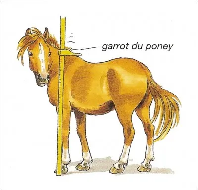 Combien peut mesurer au maximum un poney ?