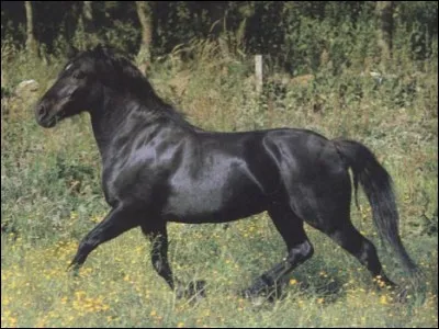 Quelle est cette race ?