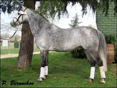 Quelle est la couleur et quelle est la race de ce poney ?