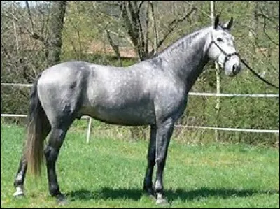 Quelle est la robe de ce cheval ?