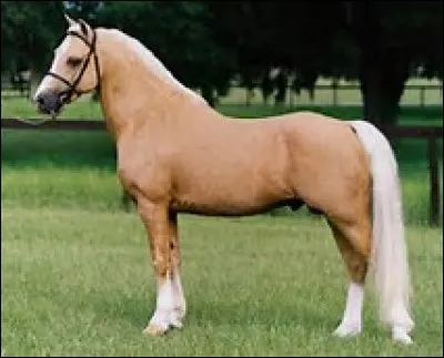 Quelle est la robe de ce cheval ?