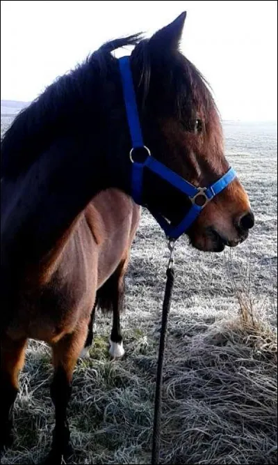 Quelle est la robe de ce cheval ?