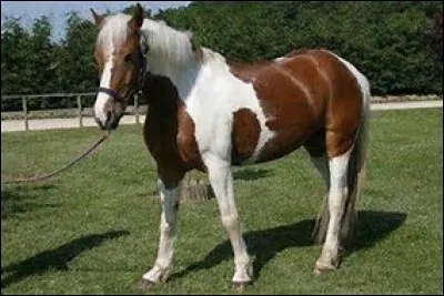 Quelle est la robe de ce cheval ?