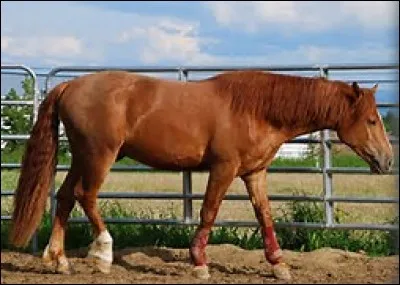 Quelle est la robe de ce cheval ?