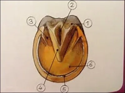 Comment s'appelle la partie numéro 4 du sabot ?