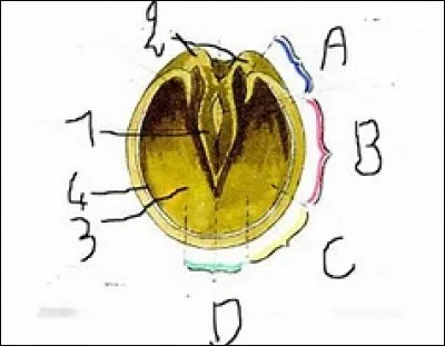 Comment s'appelle la partie C du sabot ?
