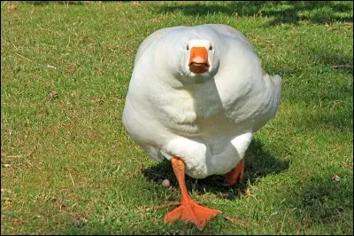 Cet oiseau qui cacarde est une très bonne gardienne. Parmi ces lettres "W - O - E - I", laquelle n'est pas dans son nom ?