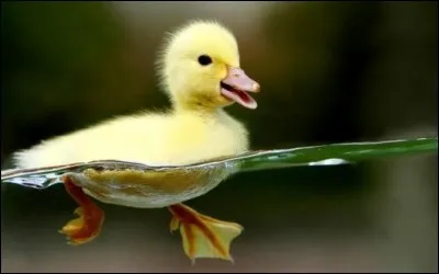 Tu reconnais ce petit oiseau aquatique. Combien de "n" y a-t-il dans son nom ?