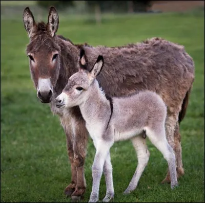 Tu connais le nom du petit de l'ânesse. Ce nom se termine par...