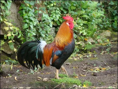 Cet oiseau domestique est le mâle de la poule. Parmi ces lettres "Q - U - E - C - O - K", choisis celles qu'il te faut pour écrire son nom.