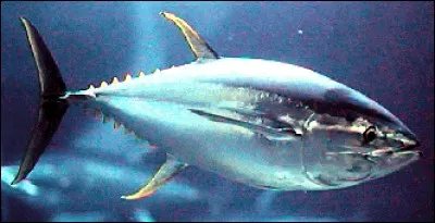 Comment écris-tu le nom de ce gros poisson de mer ?