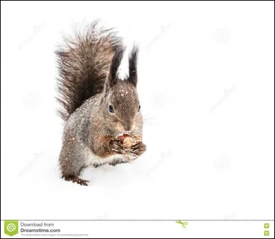 Cet écureuil est un écureuil des neiges.