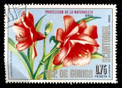 Ils se nomment dans leur genre Hippeastrum vittatum, oui ! Que reconnaissez-vous ?