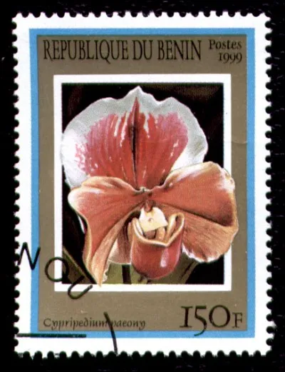 Cette plante est-elle une orchidée ?