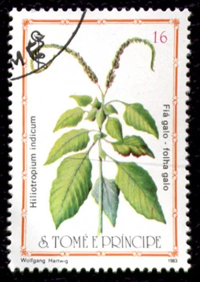 On dit de cette plante qu'elle est hirsute, elle vient de Sao Tomé-et-Principe. Où se situe ce tout petit État ?