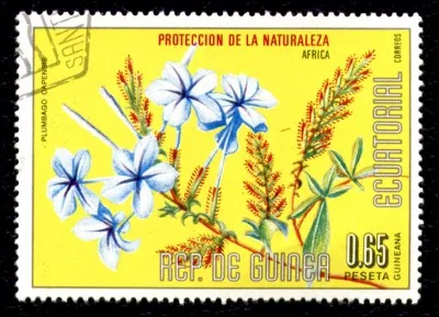 Quel autre nom porte le "plumbago capensis" dont les fleurs se déclinent entre blanc et bleu azur ?