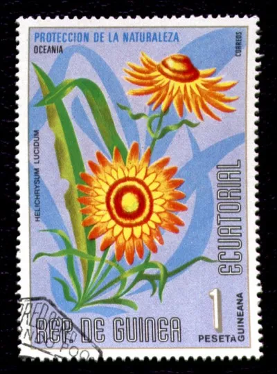 Quel nom donne-t-on à cette fleur du genre Helichrysum ?