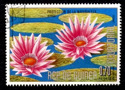 Quelles sont ces magnifiques fleurs de la famille des nénuphars ?