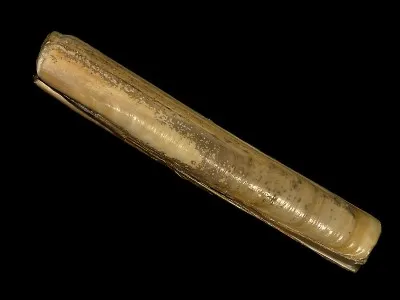 Ustensile ou coquillage !