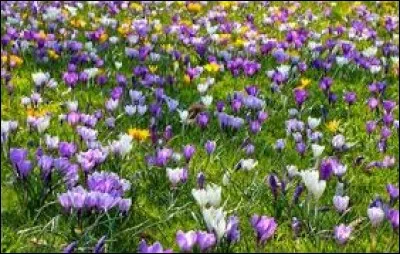 Quels signes astrologiques se partagent le mois de mars ?