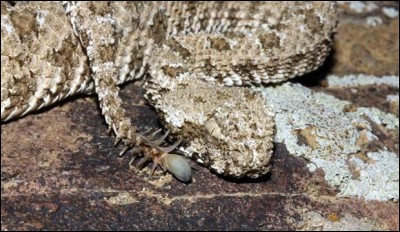 Cette vipère endémique d'Iran est un cas unique dans le monde des serpents ...