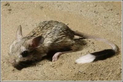 Quel est ce rongeur habitant du désert ?