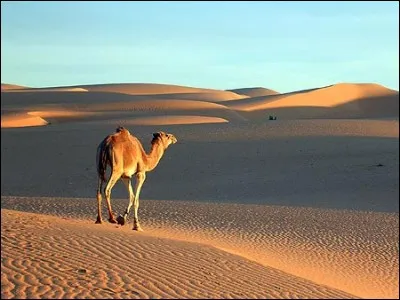 Voici l'image d'un bel animal photographié dans le désert de Mauritanie :