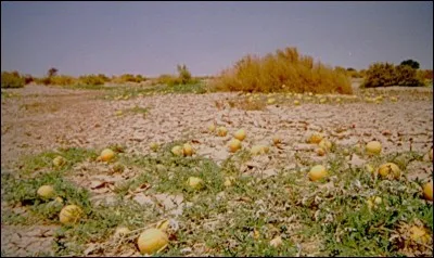 Voici des fruits, en plein Sahara, que sont-ils ?