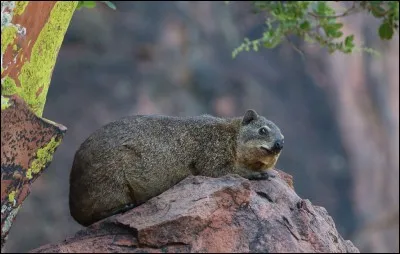 Quel est cet étrange animal du désert ?