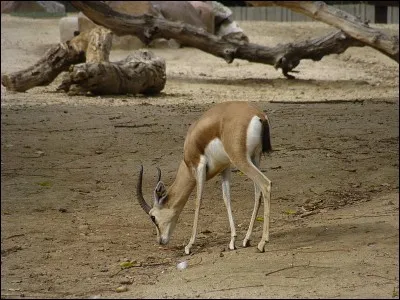 Quel est le nom de ce gracieux et tout petit animal qui vit au Sahara et qui peut rester très longtemps sans boire ?
