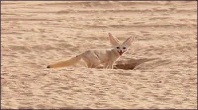 Quel est le nom de cet animal du désert ?