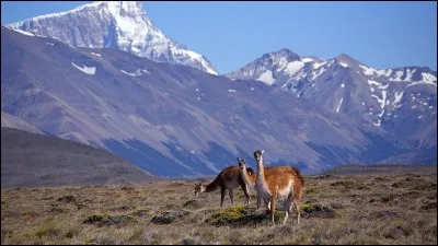 Où se trouve le désert de Patagonie ?