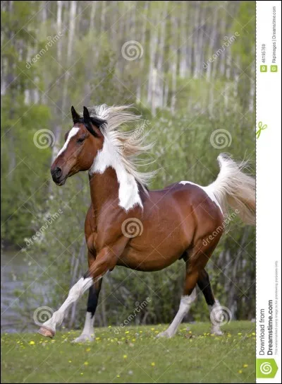 Qu'est-ce qu'un hongre ?