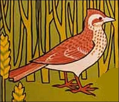 Comment nomme-t-on cet oiseau ?