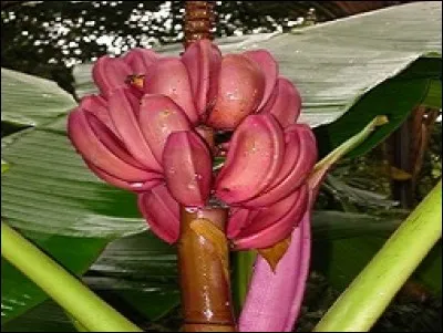 Quelle plante voyez-vous ?