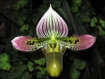 Quel nom porte cette orchidée ?
