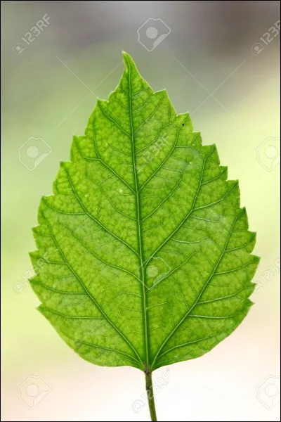 Qu'est-ce qui est super efficace contre le type plante ?