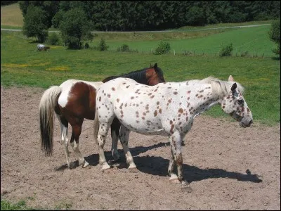 Quand le cheval a les oreilles couchées en arrière et les naseaux pincés, comment est-il et quelle attitude doit adopter le cavalier ?
