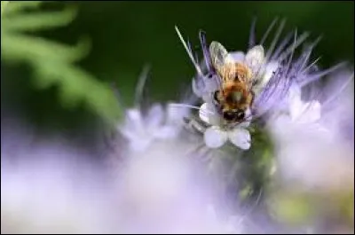 Que peut être la tête d'uf ?