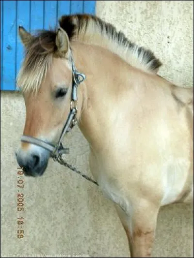 Quelle est cette race ?