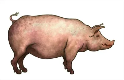 Aide le porc &agrave; fouir.