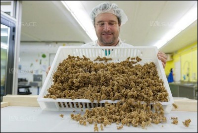 « L'atelier des pâtes » à Thiéfosse, dans les Vosges, propose des pâtes au curcuma, aux orties, à l'ail des ours. Cet atelier vous propose des pâtes à base d'une farine spéciale. Laquelle ?