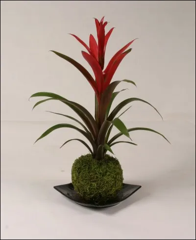 Le kokedama est le plaisir de cultiver des plantes en conjuguant les arts traditionnels, la culture kawaï et une approche écologique. Quel substrat est utilisé pour confectionner ces boules ?