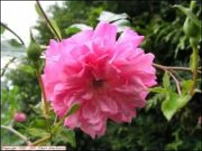 C'est à Pierre de Ronsard, le prince des poète, que nous devons cette ode : « Mignonne, allons voir si la rose ». Mais à quelle femme s'adressait ce poème ?